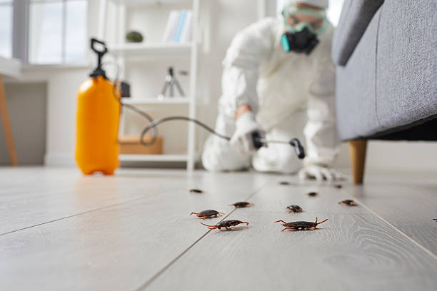 Commercial Rodent Management in Halawa